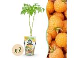 Lampone Rubus Idaeus Fallgold Resistente Al Freddo 3 Piante Ø9Cm Altezza 30Cm – Lampone Giallo Per Giardino, Aiuola, Balcone E Terrazza – Dolce E Aromatico