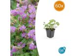 Geranio – Geranium Cantabrigiense 'Cambridge' – Ø9 Cm – 10-25 Cm – 60 Piante – Tappezzante Di Facile Manutenzione, Fiori Rosa, Adatto Alle Api