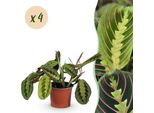 Maranta Fascinator Tricolour – Set Di 4 Piante – Ø12 Cm, Altezza 30-35 Cm – Pianta Della Preghiera Con Foglie Colorate – Pianta Da Appartamento Adatta Agli Animali Domestici