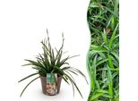 Erba Ornamentale Carex Morrowii Irish Green – Sempreverde E Resistente Al Freddo – Erba Ornamentale Di Colore Verde Brillante – Altezza Circa 50 Cm – 17 Cm – Per Aiuole, Vasi E Terrazze