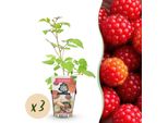 Bacca Giapponese Rubus Phoenicolasius Resistente Al Freddo 3 Piante Ø9Cm Altezza30Cm – Bacche Rosse – Pianta Da Frutto Esotica Per Giardino E Balcone