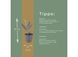Mughetto Convallaria Majalis – 60 Piante – 10-25 Cm – Ø 9 Cm – Pianta Perenne Profumata Da Ombra Con Fiori Bianchi – Coprisuolo Resistente All'inverno Per Giardini E Margini Boschivi