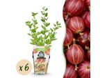 Uva Spina Rossa Ribes Uva-Crispa HinnonmäKi Rot Resistente Al Freddo 6 Piante Ø9Cm Altezza 30Cm – Uva Spina Rossa Per Giardino, Aiuola, Balcone E Terrazza