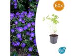 Geranio 'Johnson's Blue' – ↕10-25 Cm – Ø9 Cm – 60 Piante – Pianta Perenne Resistente Al Freddo E Tappezzante – Fiori Blu