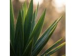 Yucca Elephantipes Palmetta Da Appartamento 80-90 Cm 21 Cm Pianta Verde Di Facile Manutenzione Per Soggiorno, Ufficio E Interni