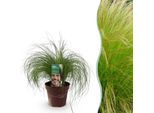 Erba Ornamentale Stipa Tenuifolia Pony Tails – Sempreverde E Resistente Al Freddo – Altezza Circa 50 Cm – 17 Cm – Erba Ornamentale Ariosa Per Aiuole E Vasi