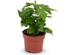 Pianta Da Appartamento Caffè Coffea Arabica Bianco – Pianta Verde Di Facile Manutenzione 12 Cm – Altezza 15–20 Cm – Pianta Di Caffè Decorativa Per Soggiorno, Ufficio E Davanzale