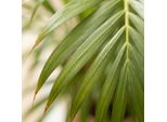 Palma Dorata Dypsis Lutescens Areca Pianta Da Appartamento 90-100 Cm Ø21 Cm Pianta Verde Di Facile Manutenzione Per Soggiorno, Ufficio E Giardino D'inverno