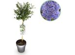 Lillà Californiano Ceanothus Thyrsiflorus Repens Ø19Cm Altezza90Cm – Arbusto Ornamentale Sempreverde Con Fiori Blu-Lilla – Resistente Al Freddo Per Giardini, Balconi E Terrazze