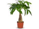 Castagno Della Fortuna Pachira Aquatica Pianta Da Appartamento Albero Dei Soldi – 40–50 Cm – Pianta Da Appartamento Di Facile Manutenzione In Vaso Da 12 Cm – Pianta Verde Tropicale Per Soggiorno, Ufficio E Davanzale