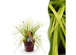 Erba Ornamentale Carex Oshimensis Everillo – Giallo Brillante – Sempreverde E Resistente Al Freddo – Altezza Circa 50 Cm – 17 Cm – Erba Dai Colori Intensi Per Aiuole E Vasi