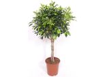 Ficus Nitida Con Tronco Intrecciato – Fico Cinese – Altezza Circa 120 Cm Pianta Da Appartamento – Pianta Ornamentale Sempreverde Per Soggiorno, Ufficio E Giardino D'inverno – Facile Da Curare E Decorativa