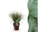 Erba Ornamentale Carex Comans Frosted Curls – Verde Con Riflessi Argentei – Sempreverde E Resistente Al Freddo – Altezza Circa 50 Cm – 17 Cm – Erba Ornamentale Moderna Per Aiuole E Vasi