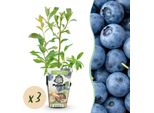 Mirtillo Vaccinium Corymbosum Bluecrop Resistente Al Freddo 3 Piante Ø9Cm Altezza 30Cm – Mirtillo Ad Alto Rendimento Per Giardino, Balcone E Terrazza