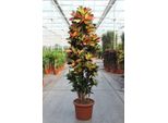 Codiaeum Iceton – Pianta Da Appartamento Croton 230 Cm – Pianta Verde Xxl Con Foglie Colorate – Pianta Tropicale Di Grandi Dimensioni Per Soggiorno, Ufficio E Giardino D'inverno