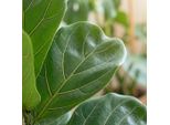 Ficus Lyrata Fico Violino Pianta Da Appartamento 75-85 Cm 21 Cm Pianta Verde Di Facile Manutenzione Per Soggiorno, Ufficio E Interni