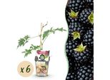 More Sempreverdi Rubus Thornless Evergreen Resistenti Al Freddo 6 Piante Altezza 30 Cm Ø9 Cm – More Nere Senza Spine Per Giardino, Aiuola, Balcone E Terrazza