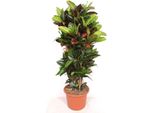 Codiaeum Petra – Pianta Da Appartamento 180 Cm – Arbusto Meraviglioso Dai Colori Vivaci Con Foglie Grandi – Pianta Verde Esotica Per Soggiorno, Ufficio E Giardino D'inverno – Decorativa Ed Espressiva