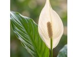 Spathiphyllum Mondblume Pianta Da Appartamento 70-80 Cm 19 Cm Pianta Verde Di Facile Manutenzione Con Fiori Bianchi Per Soggiorno, Ufficio E Camera Da Letto
