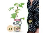Mora Rubus Fruticosus Black Satin Resistente All'inverno 3 Piante Ø9Cm Altezza 30Cm – Mora Nera Per Giardino, Aiuola, Balcone E Terrazza