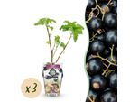 Ribes Nero Ribes Nigrum Titania Resistente Al Freddo 3 Piante Ø9Cm Altezza 30Cm – Pianta Aromatica Di Ribes Per Giardino, Aiuola, Balcone E Terrazza