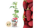 Tayberre Rubus Tayberry Resistente Al Freddo 3 Piante Ø9Cm Altezza 30Cm – Incrocio Tra Lampone E Mora – Bacche Rosse Per Giardino E Balcone