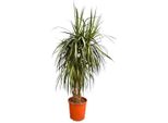 Dracaena Anita Variegata Pianta Da Appartamento 190 Cm Pianta Verde Purificatrice Dell'aria Facile Da Curare Per Soggiorno, Ufficio, Corridoio E Interni