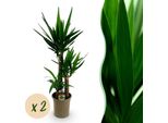 Yucca Elephantipes – 2 Piante – 100 Cm – 21 Cm – Yucca Di Facile Manutenzione Con Foglie Lunghe E Strette – Robusto Duo Di Piante Da Appartamento Per Ambienti Moderni E Classici