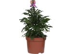 Erysimum 'Purple Glow' Pianta Di Violacciocca – Fioritura Viola – Profumata – Pianta Da Giardino E Balcone