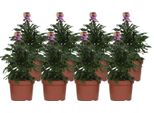 Erysimum 'Purple Glow' Pianta Di Violacciocca – 8 Piante – Ø12 Cm – Altezza Circa 30 Cm – Fioritura Viola – Profumata – Pianta Da Balcone E Da Giardino