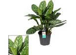 Aglaonema Stripes – Pianta Da Appartamento – Ø21 Cm – ↕80 Cm – Pianta Tropicale Con Foglie Verde Argento – Facile Da Curare E Purificatrice Dell'aria – Per Il Soggiorno E L'ufficio