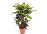 Albero Delle Meraviglie – Codiaeum Mango Croton – Pianta Da Appartamento – Ø27 Cm – ↕110 Cm – Foglie Dai Colori Vivaci In Giallo, Rosso E Verde – Facile Da Curare E Decorativa Per Interni