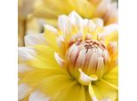 Bulbo Da Fiore - Dalia - Seattle