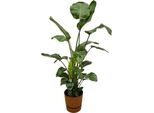 Strelitzia Nicolai Include Elho Greenville Rotondo Marrone - 160Cm - Ø30