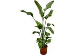 Strelitzia Nicolai Inclusief Elho Greenville Round Bruin - 180 Cm - Ø30
