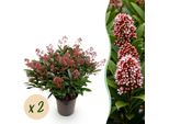 Skimmia Japonica Rubella – 2 Piante 19 Cm Di Altezza Circa 60 Cm – Fioritura Rossa – 40+ Boccioli – Resistente Al Freddo E Sempreverde – Ideale Per Aiuole, Balconi E Terrazze
