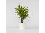 Dracaena Dracaena – Dracaena Deremensis 'Lemon Lime' – Altezza 60–70 Cm – Ø 17 Cm – Pianta Tropicale Da Interno Facile Da Curare E Che Purifica L'aria – Pianta Verde Per Soggiorno, Ufficio E Interni