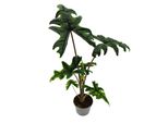 Alocasia Tandurusa "Jacklyn"" - Alocasia A Foglia Di Freccia - Vaso Da 12 Cm"