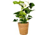Anturio - Anthurium 'Alaska White' - Con Cestino - Altezza 55-70Cm - ø17Cm