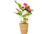 Anturio - Anthurium 'Maine Pink' - Incluso Cestino - Altezza 55-70Cm - ø17Cm