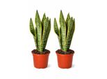 2 X Sansevieria Laurentii Canapa A Fiocco 50-70 Cm - Pianta D'appartamento Che Purifica L'aria Per Migliorare L'aria Degli Ambienti Interni