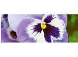 Cartoncino Artebene Pansy-21X8 Cm