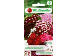 Miscela Di Semi Di Garofano Barbuto, 1G