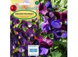 Semi Di Pisello Odoroso Viola Ciliegia, 3 G