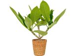 Frangipani - Plumeria Rubra 'Hawaii' - Incluso Cestino - Altezza 45-55Cm - ⌀17Cm