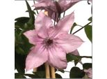 Clematide Hagley Hybrid 60-80 Cm Pianta Rampicante