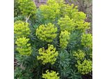 6 X Euforbia Mediterranea - Euphorbia Characias 'Forescate' | Vaso 9 Cm X 9 Cm