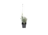 6 X Lavanda - Lavandula Angustifolia 'Dwarf Blue' | Vaso 9 Cm X 9 Cm