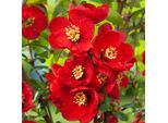 2 X Mela Ornamentale - Chaenomeles Superba 'Nicoline' | 30-40 Cm In Vaso