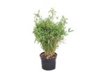 Bambù Da Giardino - Fargesia Murieliae 'Bimbo' | 50- 60 Cm In Vaso